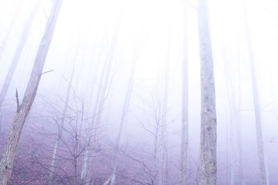 Bare trees in foggy weather