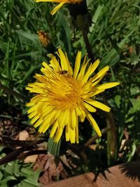 Close-up of yellow flowering plant