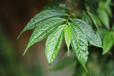 Close-up of green leaves