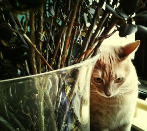 Close-up portrait of cat