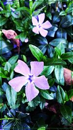 Close-up of purple flowers