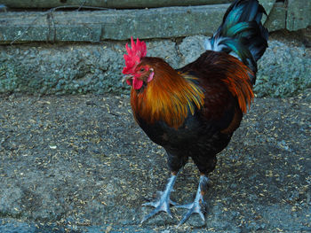 Colourful rooster 