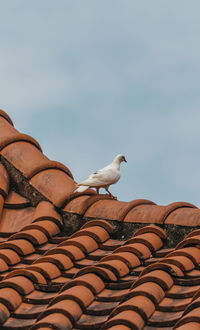 Low angle view of seagull perching on roof against sky