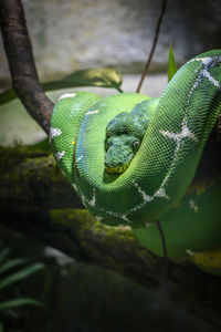 Close-up of green lizard on branch