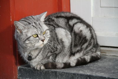 Close-up of a cat looking away