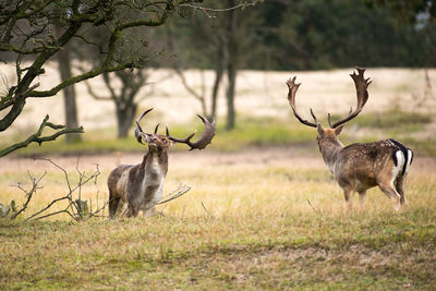 Deer on field