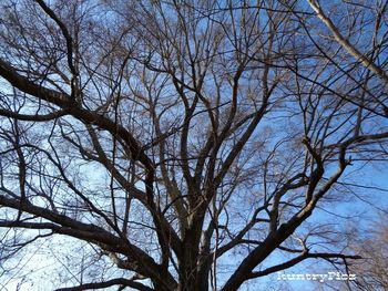 bare tree