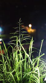 Close-up of plant growing on field against sky at night