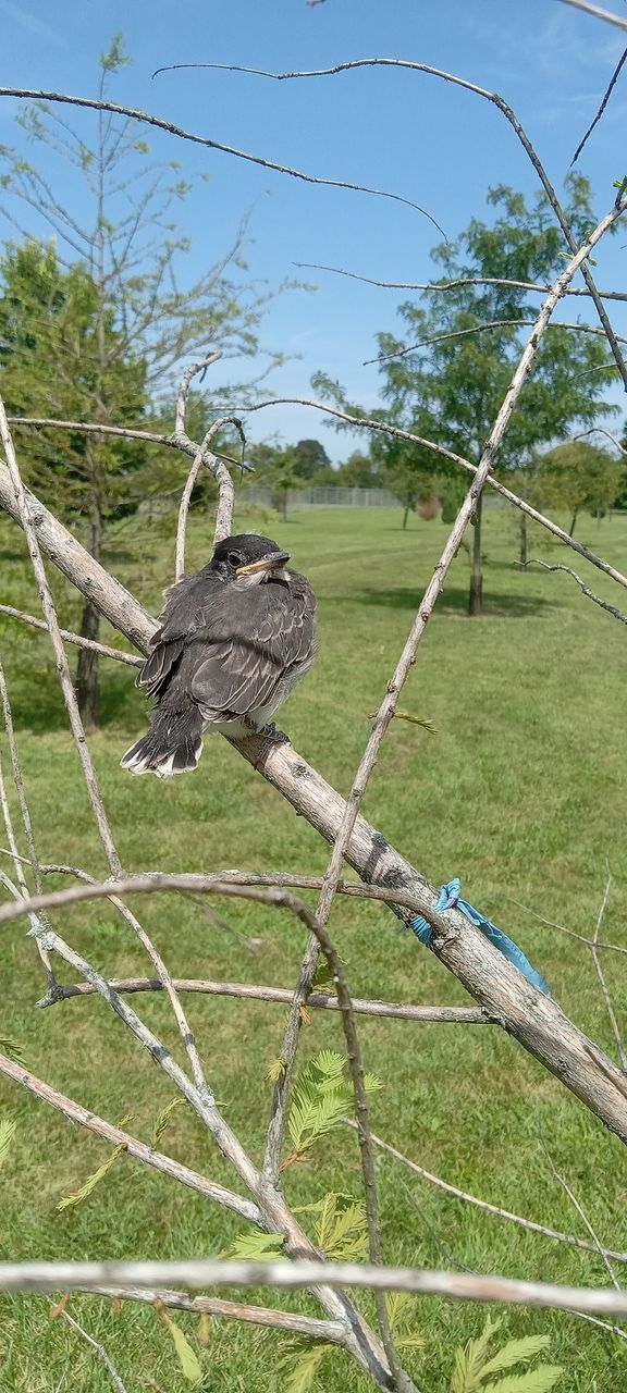 animal, animal themes, animal wildlife, plant, tree, wildlife, nature, bird, no people, one animal, day, branch, perching, outdoors, green