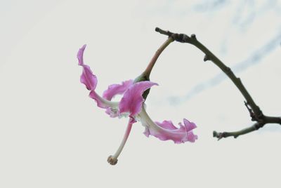 Close-up of fresh pink flowers