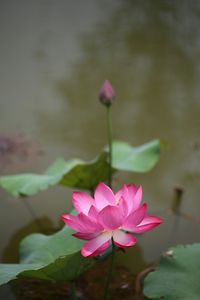 Close-up of pink water lily in lake