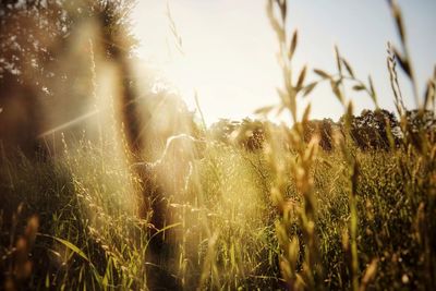 Close-up of crops on field against sky