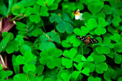 Close-up of insect on plant