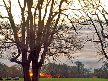 Trees against sky