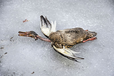 High angle view of bird on snow