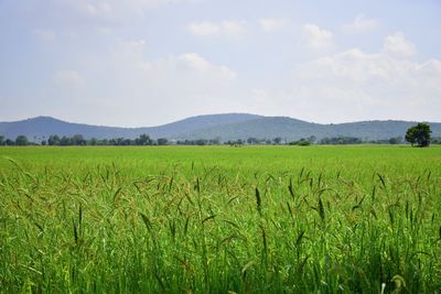 Scenic view of agricultural field against sky