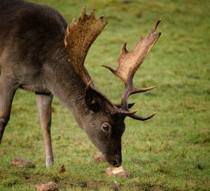 Fallow deer at dinefwr national park 
