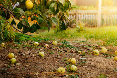 Fallen yellow apples lie on the ground, a new harvest in the sun. selective focus