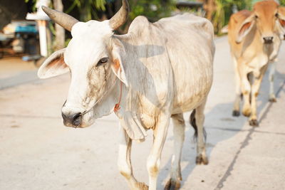 View of cow on street