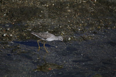 High angle view of bird on beach