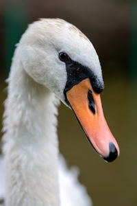 Close-up of swan