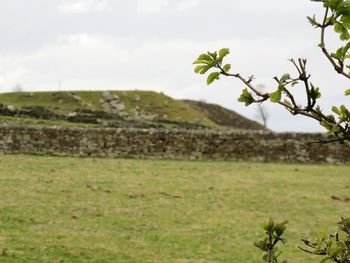 Scenic view of grassy field against sky