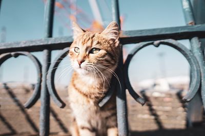 Close-up portrait of a cat