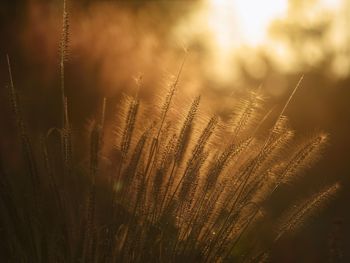 Fountain grass in sunset