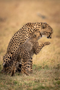 View of cheetah with her cubs at field