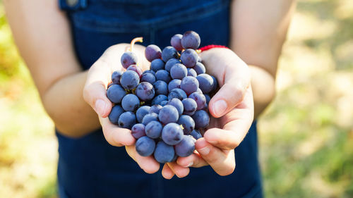 Holding bunches of red grapes in hand