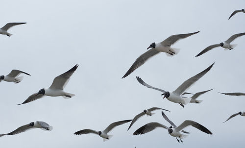 Low angle view of seagulls flying