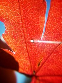 Close-up of maple leaves