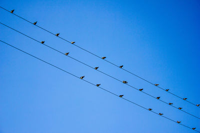 Flock of birds perching on cables against clear blue sky