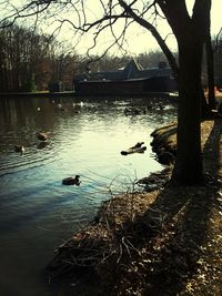 Reflection of bare trees in water