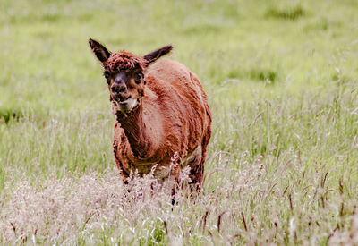 Horse on field