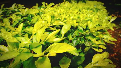 Close-up of yellow flowers