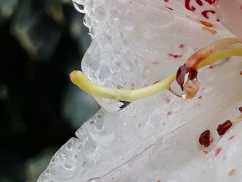 High angle view of wet white rose flower