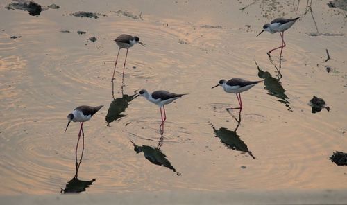 Flock of birds on beach