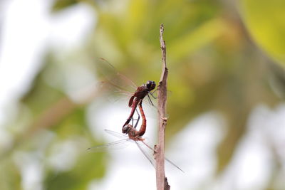 Close-up of dragonfly on plant