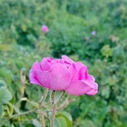 Close-up of pink flower on field