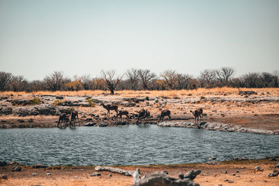 View of birds in water against clear sky