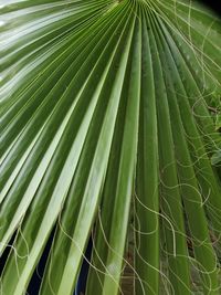 Full frame shot of palm leaf