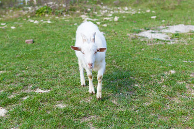 White dog on field