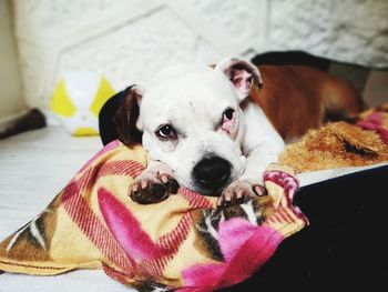 Portrait of dog relaxing at home