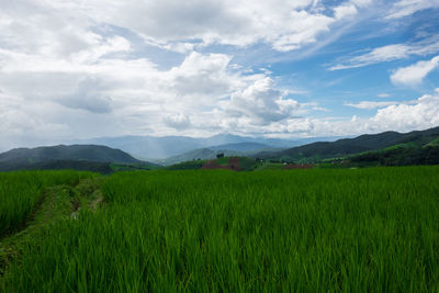 Scenic view of field against sky