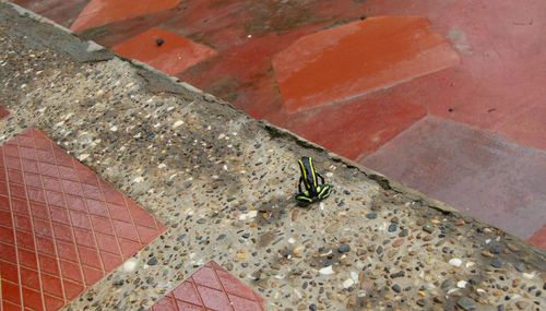 High angle view of insect on wall