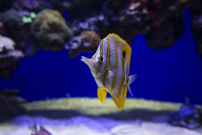 Fish swimming in sea