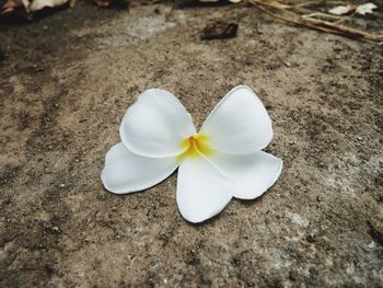 High angle view of white flowering plant