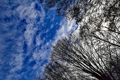 Low angle view of tree against sky