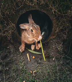 Close-up of rabbit on field